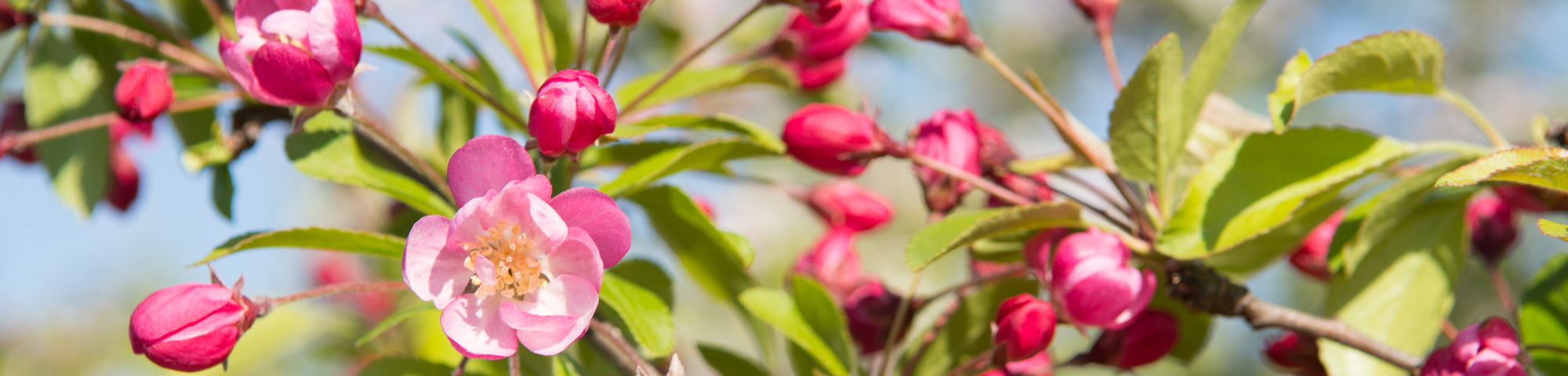 Malus 'Hillieri'