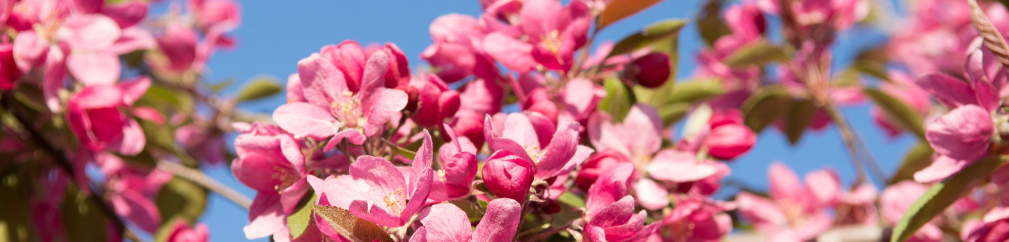 Malus 'Hopa'