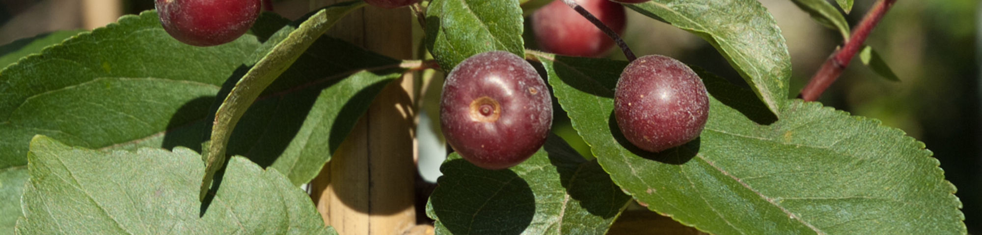Malus 'John Downie'