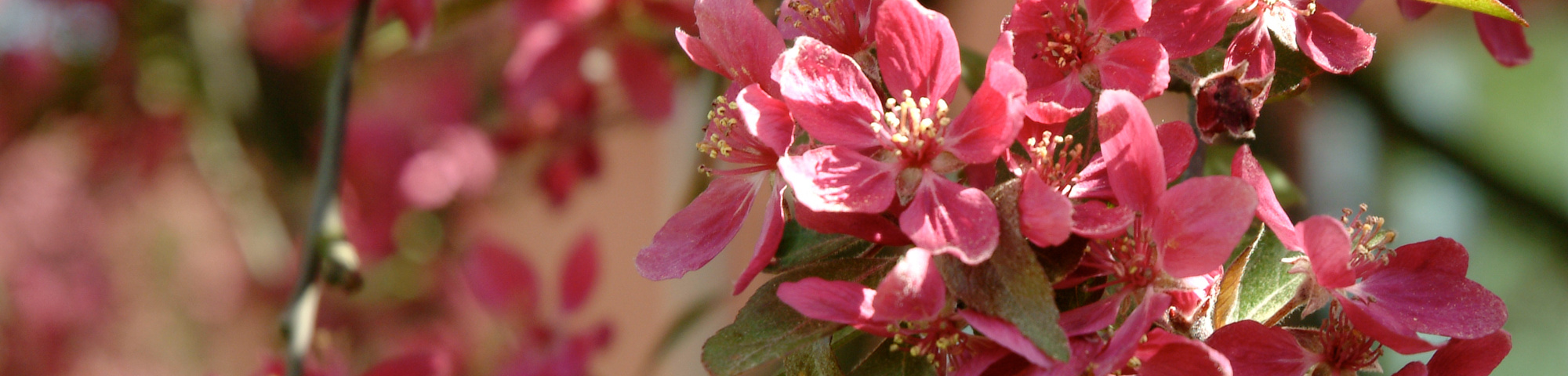 Malus 'Liset'