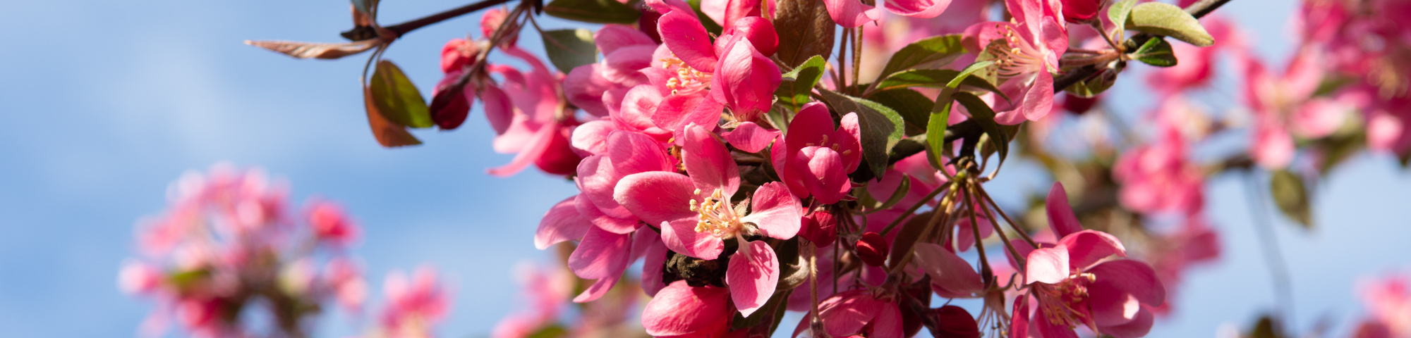 Malus 'Mokum'