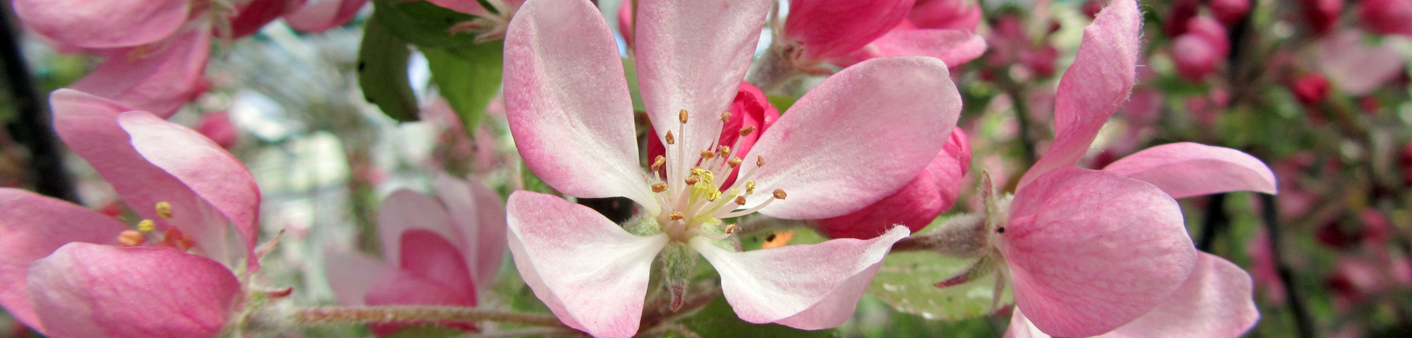 Malus 'Neville Copeman'