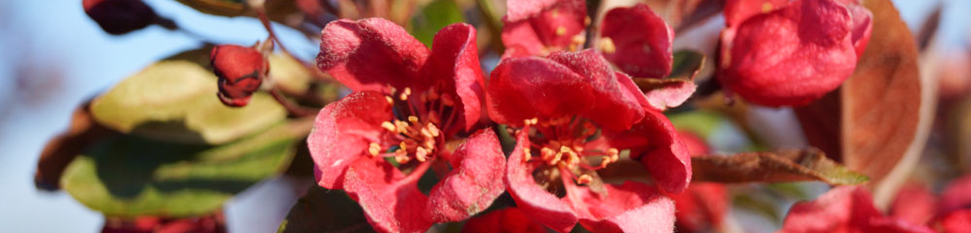 Malus 'Profusion'