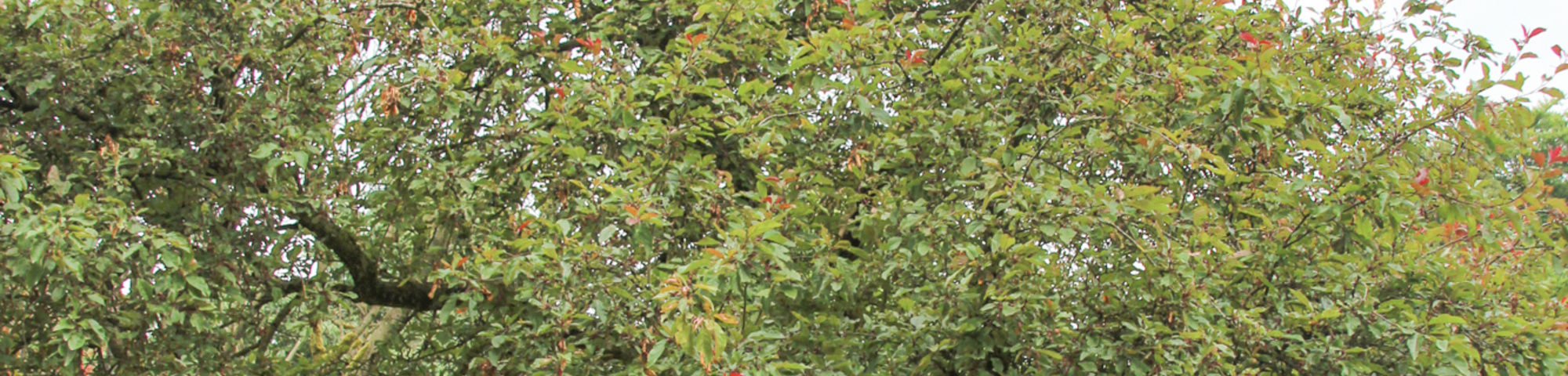 Malus 'Radiant'