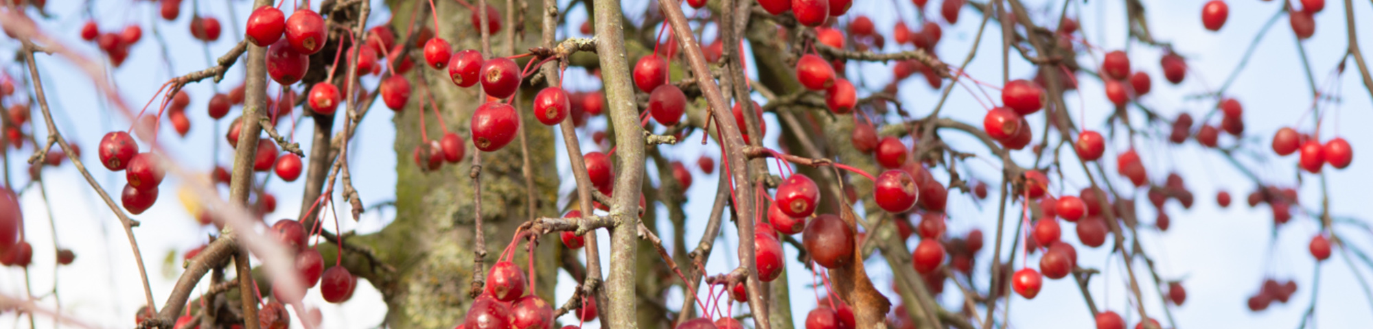 Malus 'Red Jade'