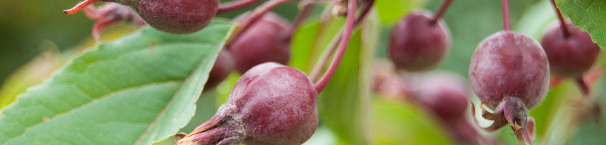 Malus 'Red Obelisk'