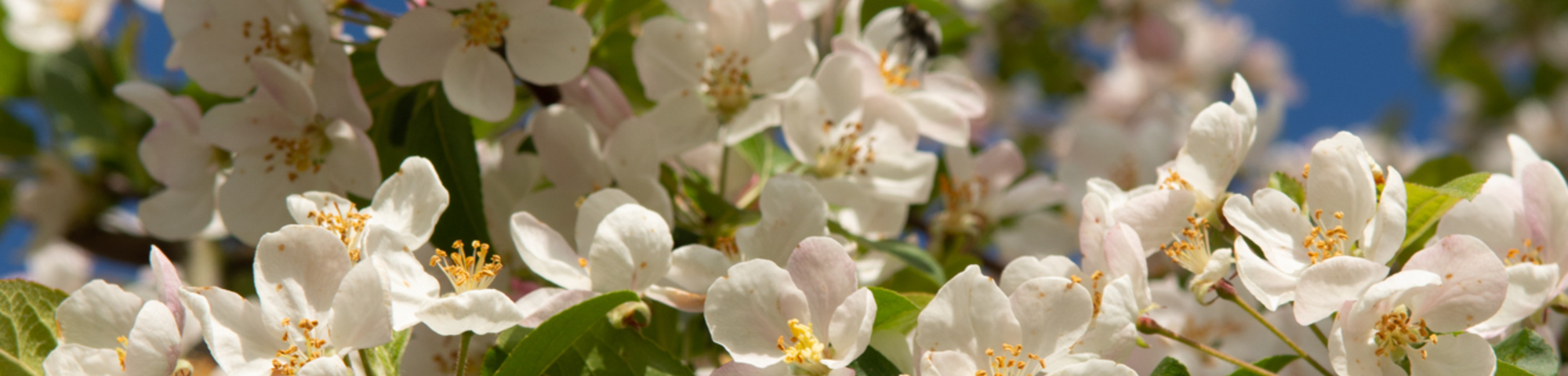 Malus 'Red Sentinel'