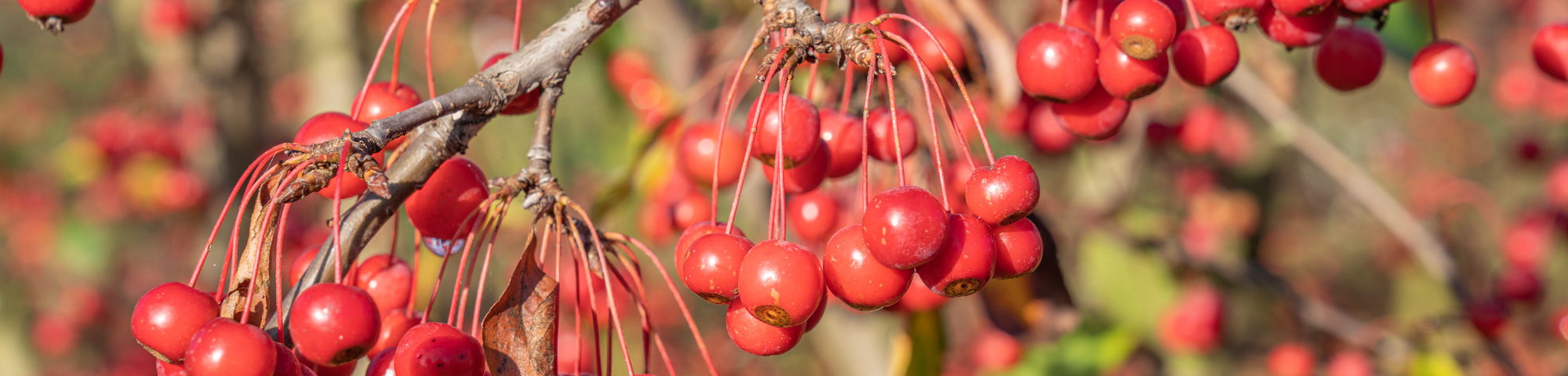 Malus 'Sugar Time'