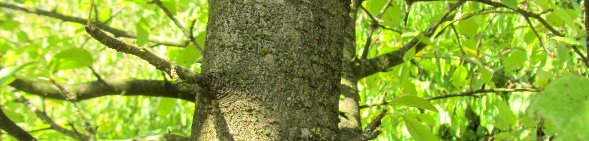Malus sylvestris