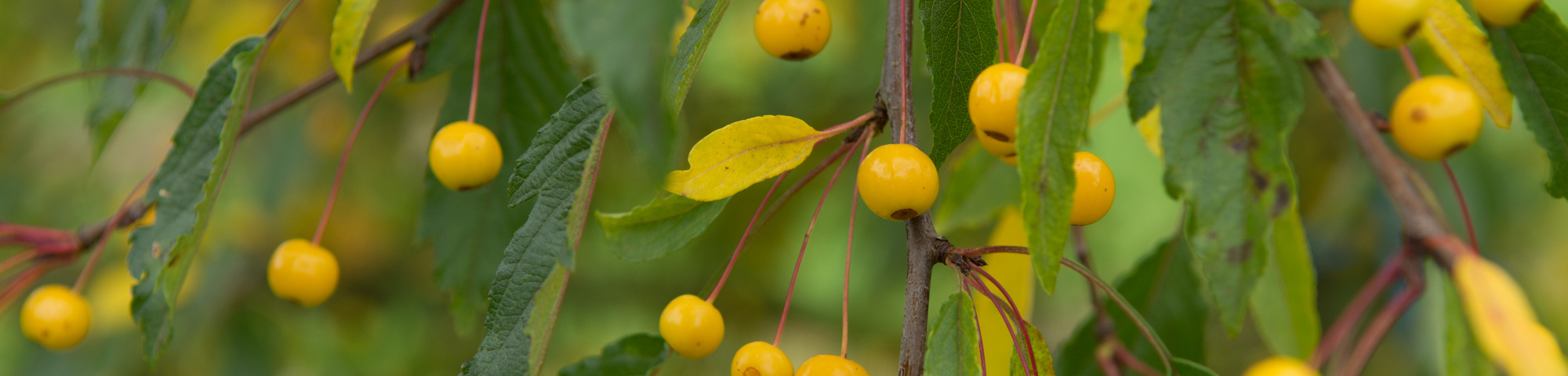 Malus toringo 'Brouwers Beauty'