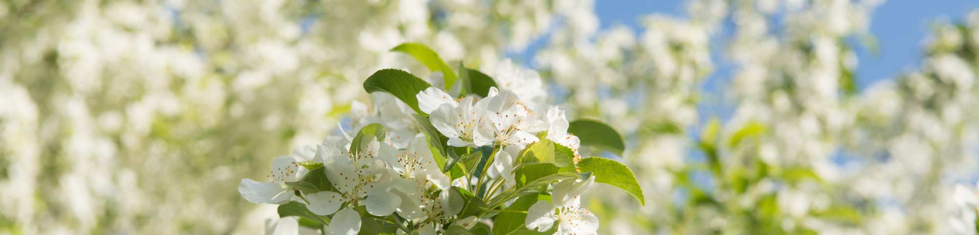 Malus toringo