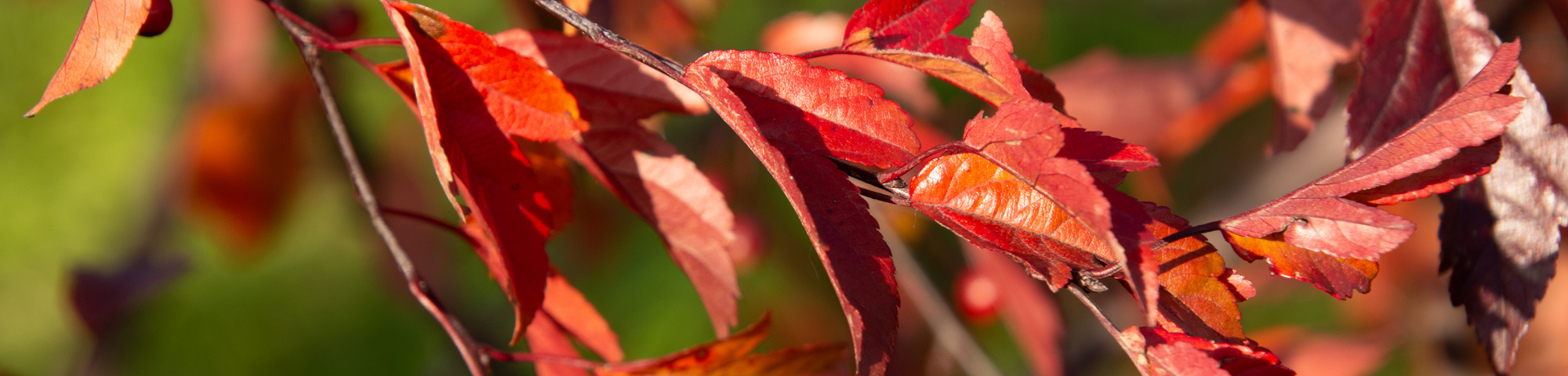 Malus toringo 'Freja'