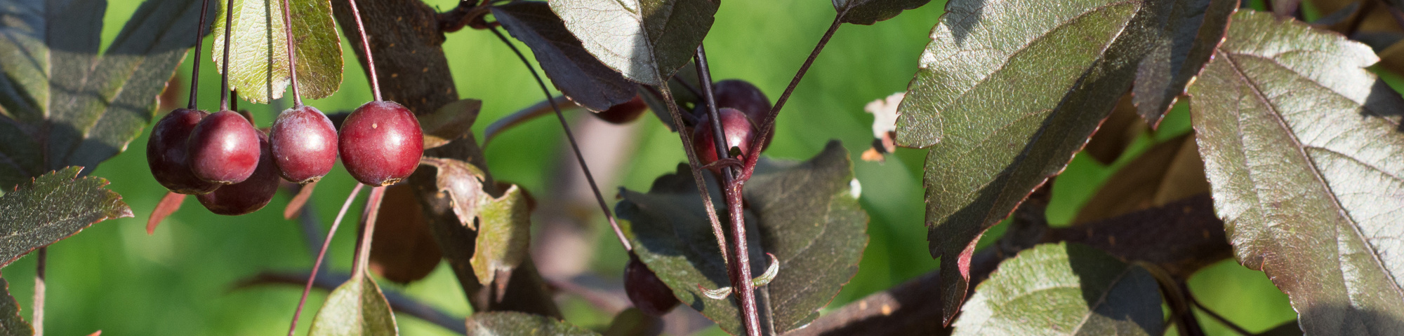 Malus toringo 'Freja'