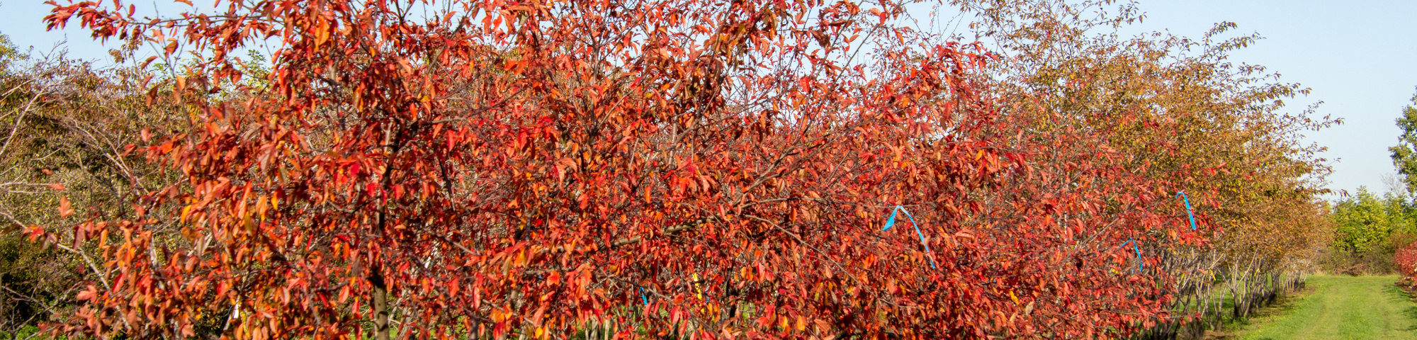 Malus toringo 'Freja'