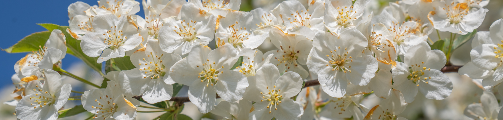 Malus toringo 'Sargent's Elegant'