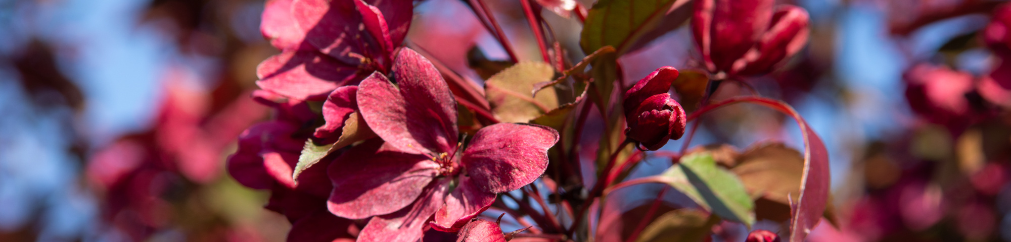 Malus toringo 'Scarlett'
