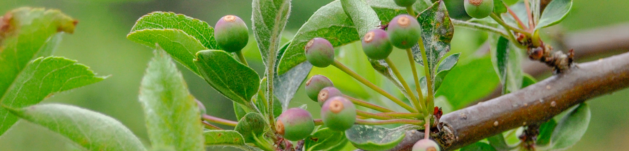 Malus toringo 'Tina'