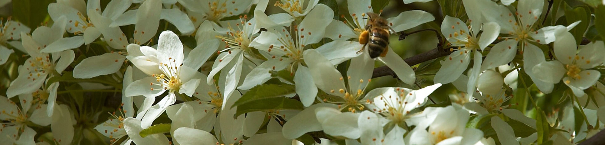 Malus toringo var. sargentii E-type