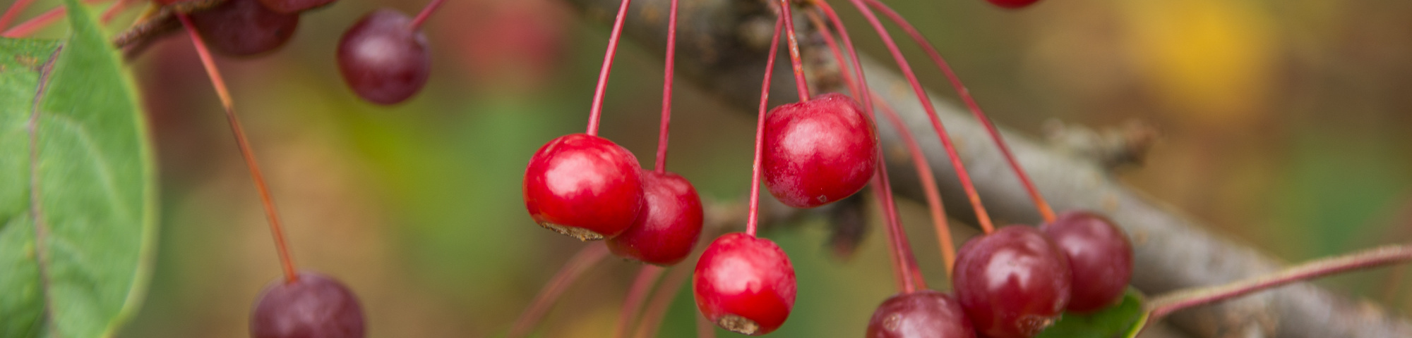 Malus toringo var. sargentii