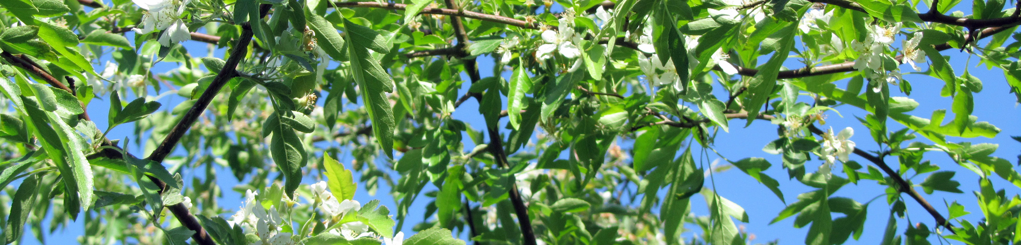 Malus toringoides