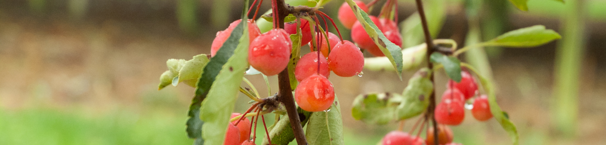Malus toringoides 'Mandarin'