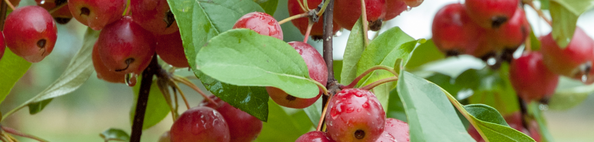 Malus tschonoskii