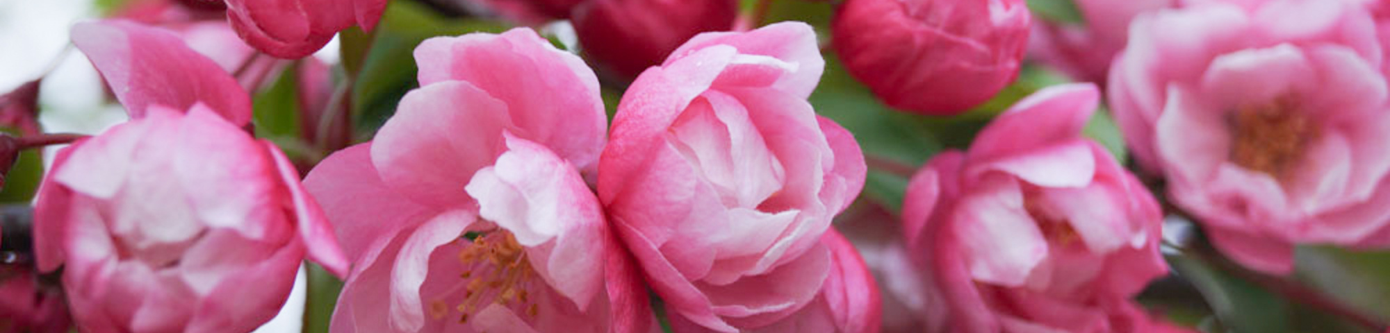 Malus 'Van Eseltine'