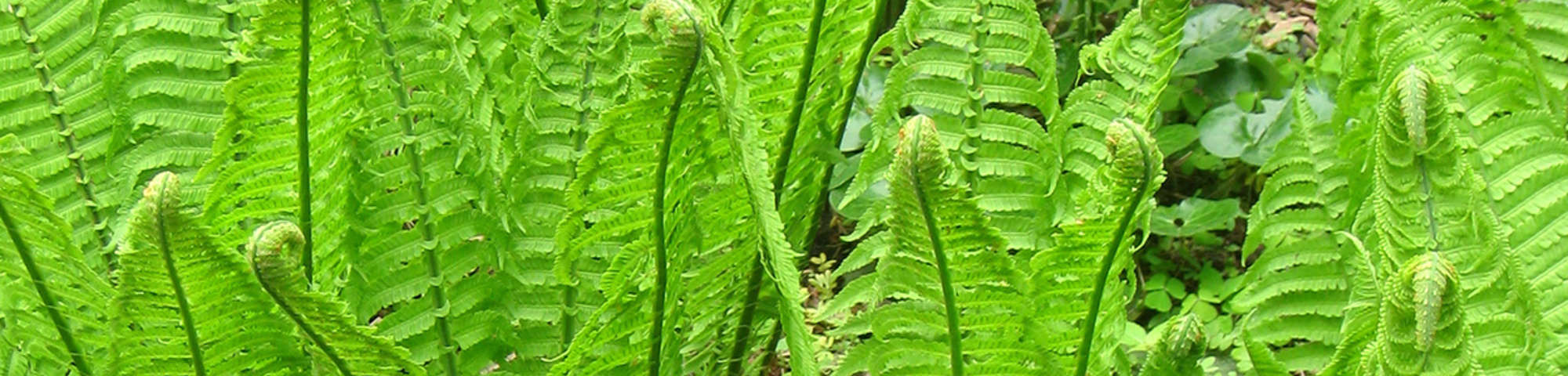 Matteuccia struthiopteris