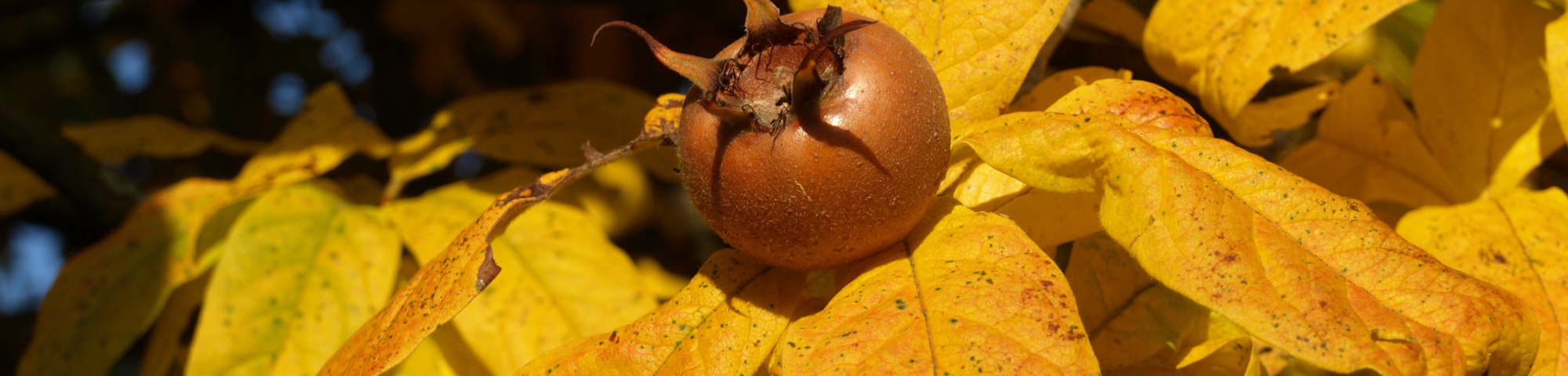 Mespilus germanica