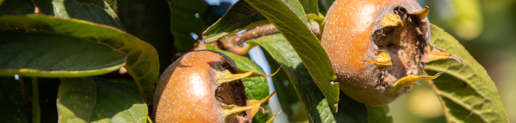 Mespilus germanica 'Bredase Reus'