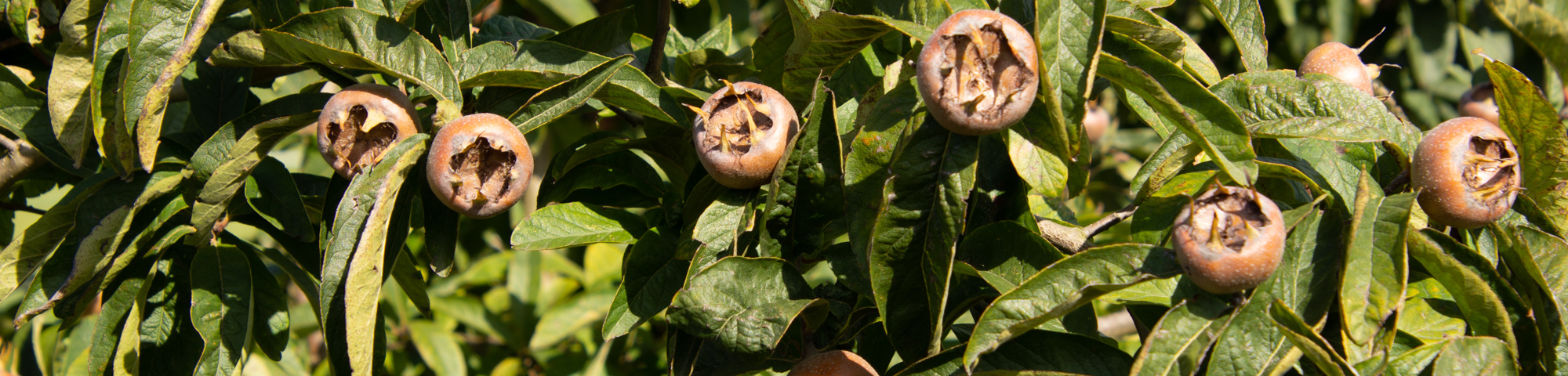 Mespilus germanica 'Westerveld'