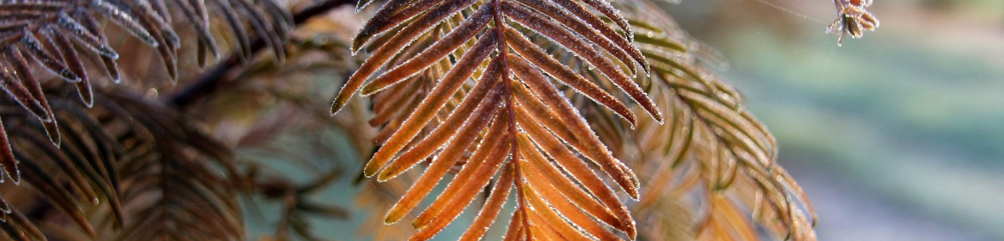 Metasequoia glyptostroboides