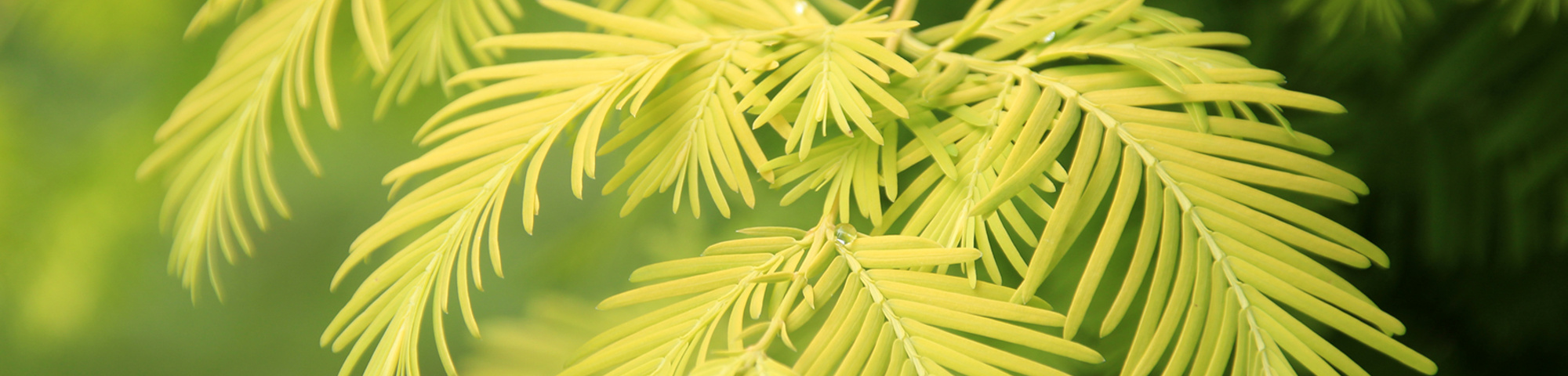Metasequoia glyptostroboides 'Goldrush'