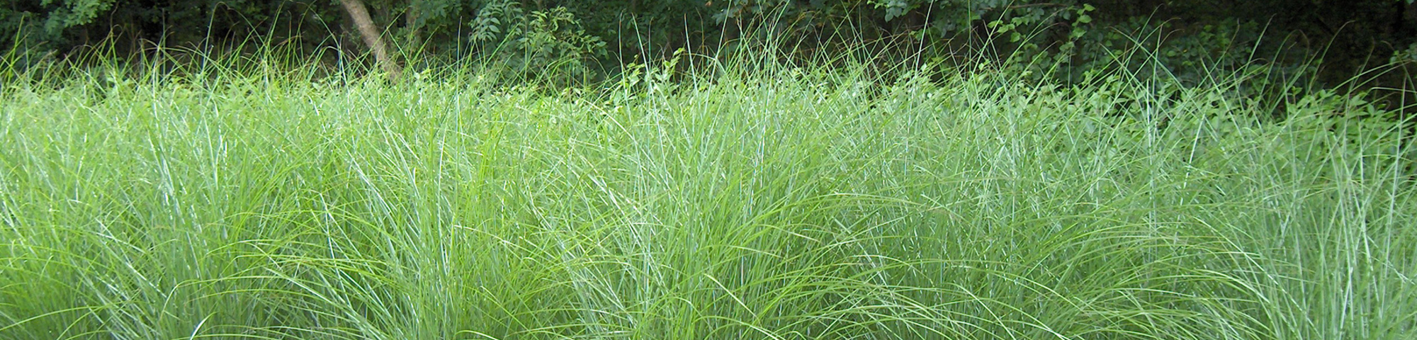 Miscanthus sinensis 'Gracillimus'