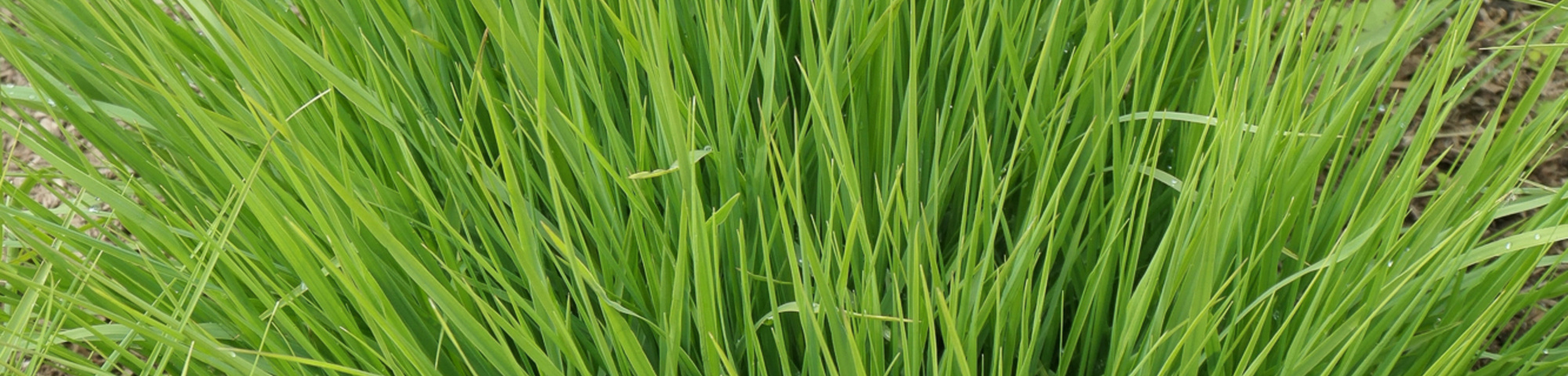 Molinia caerulea 'Heidebraut'