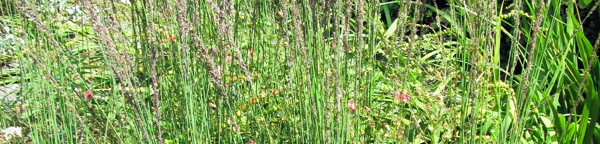 Molinia caerulea 'Moorhexe'