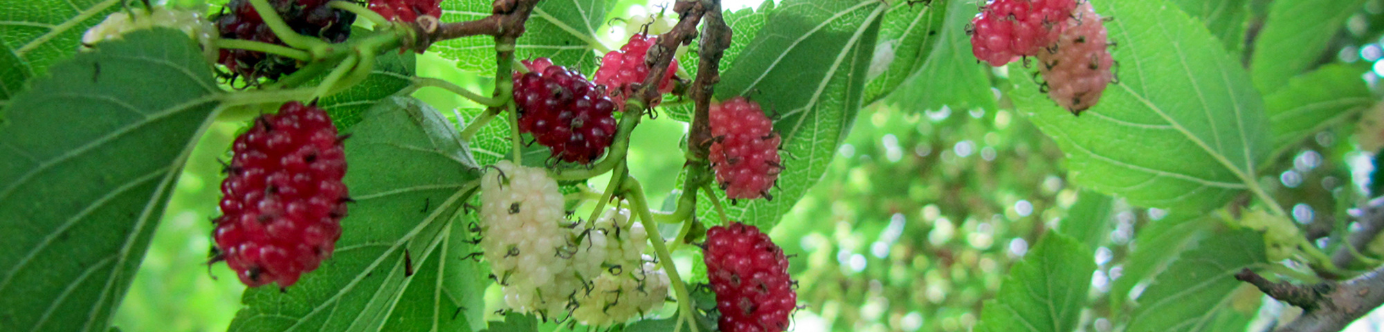 Morus alba 'Nana'