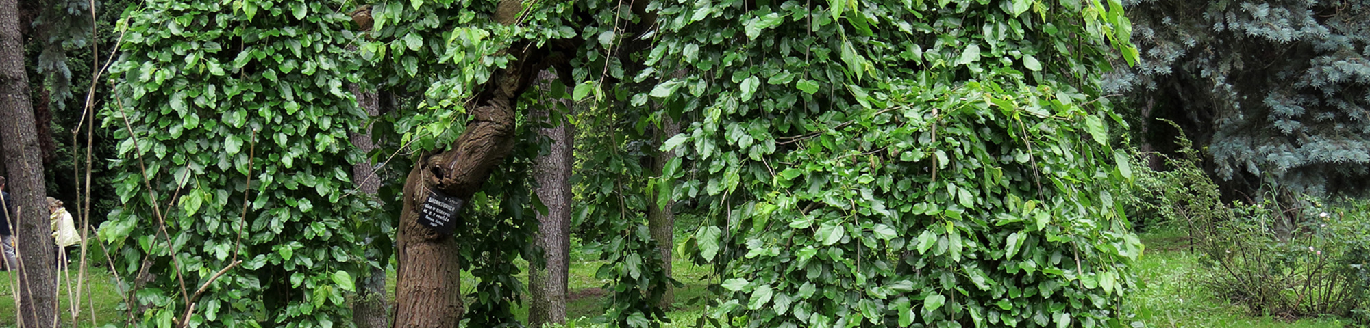 Morus alba 'Pendula'