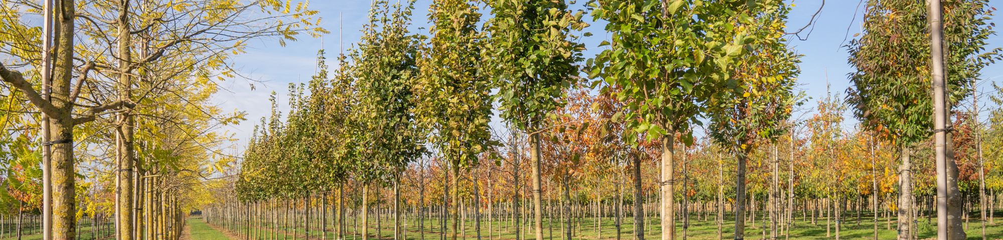 Morus alba 'Pyramidalis'