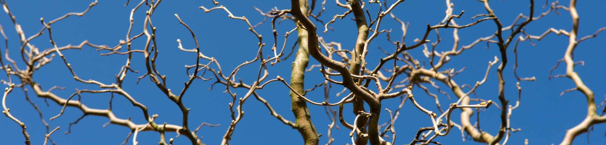 Morus alba 'Tortuosa'