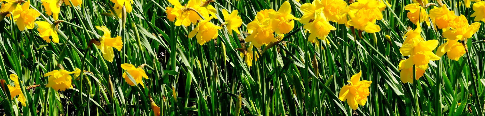 Narcissus 'February Gold'