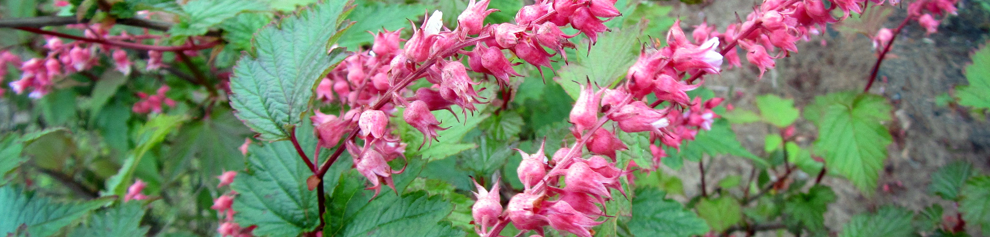 Neillia affinis