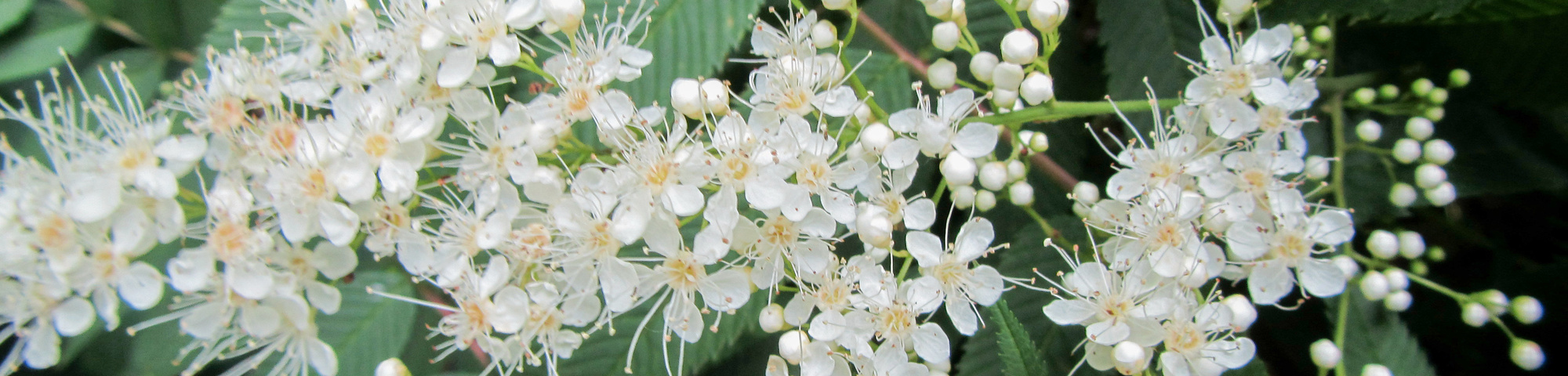Neillia sinensis