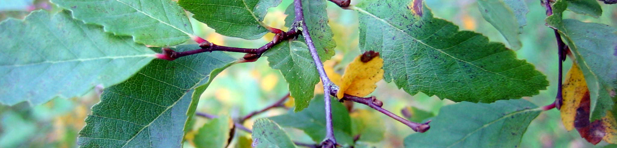 Nothofagus obliqua
