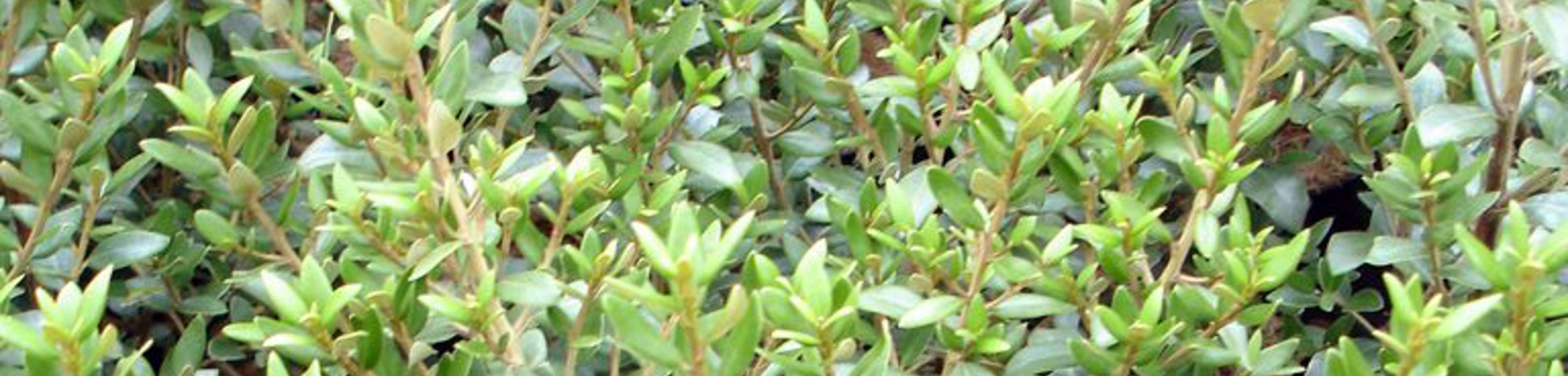 Olearia x haastii