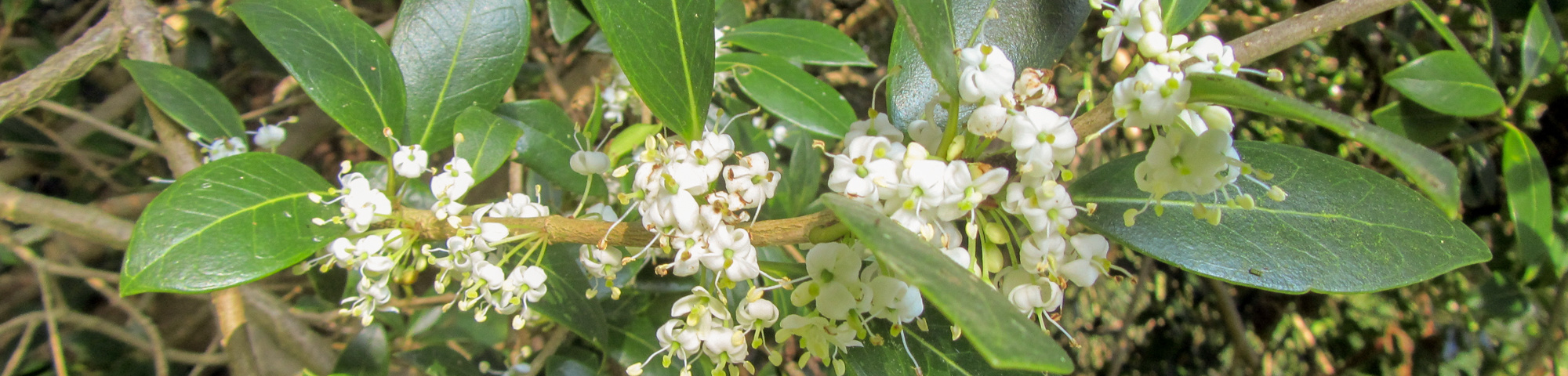 Osmanthus heterophyllus