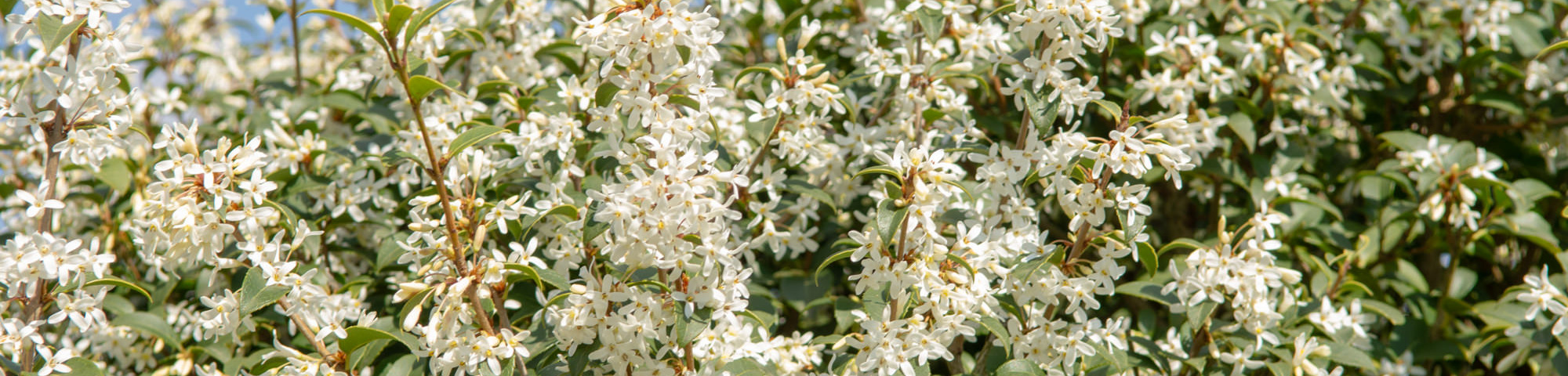 Osmanthus x burkwoodii