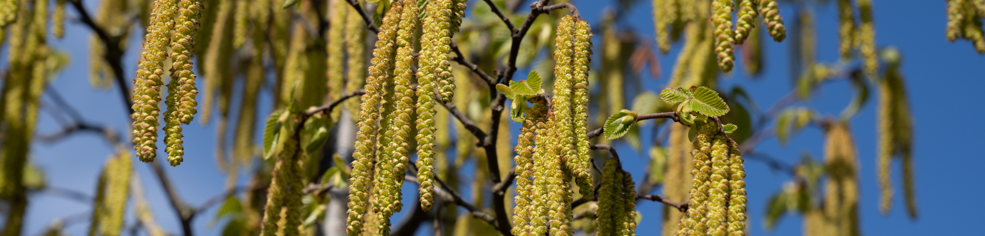 Ostrya carpinifolia