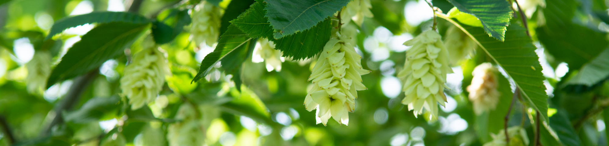 Ostrya carpinifolia