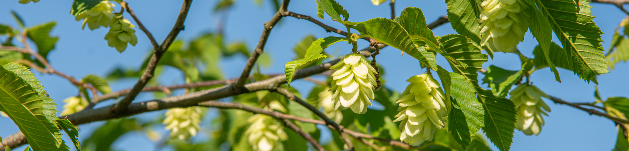 Ostrya japonica